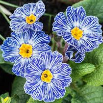 Primula Seeds – Acaulis Light Blue