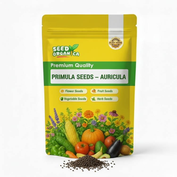 Primula Seeds – Auricula