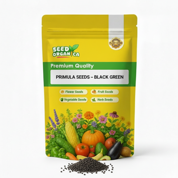 Primula Seeds – Black Green