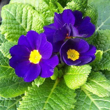 Primula Seeds – Blue Yellow