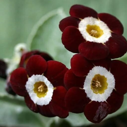 Primula Seeds – Brown Auricula 