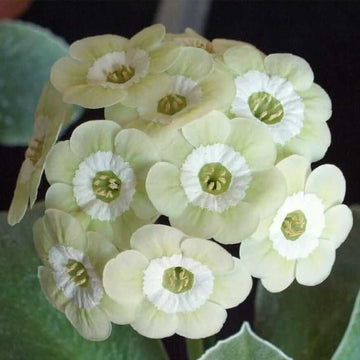 Primula Seeds – Cream
