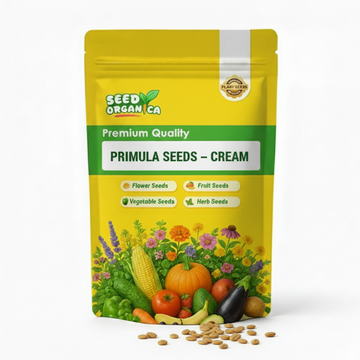 Primula Seeds – Cream