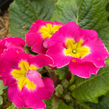 Primula Seeds – Dark Pink