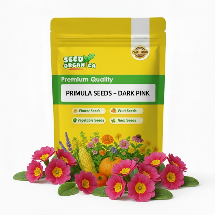 Primula Seeds – Dark Pink