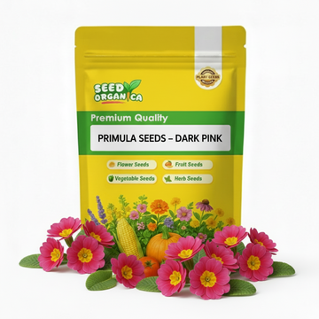 Primula Seeds – Dark Pink