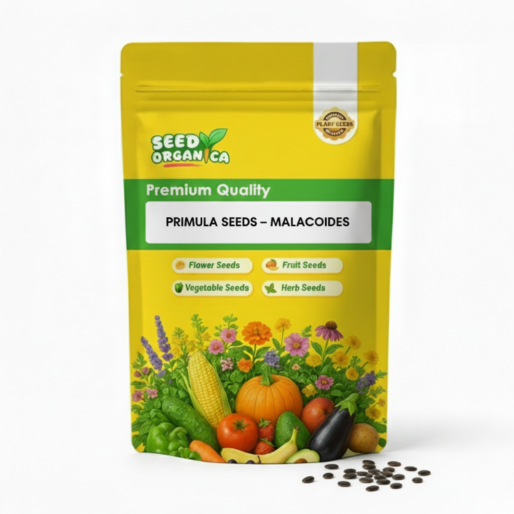 Primula Seeds – Malacoides