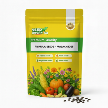 Primula Seeds – Malacoides
