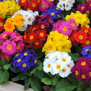Primula Seeds – Multi-Colored