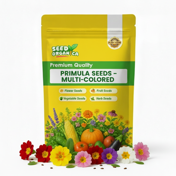 Primula Seeds – Multi-Colored