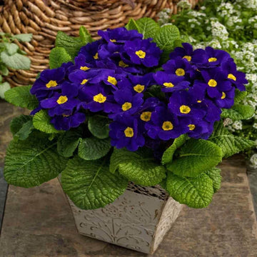 Primula Seeds – Navy Blue