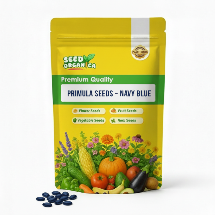 Primula Seeds – Navy Blue