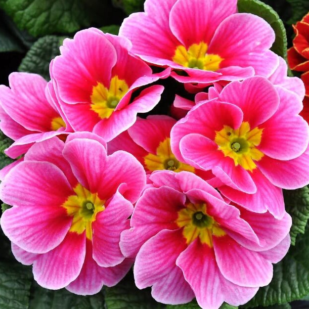Primula Seeds – Orange Pink