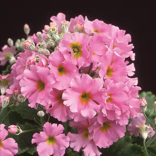 Primula Seeds – Pink