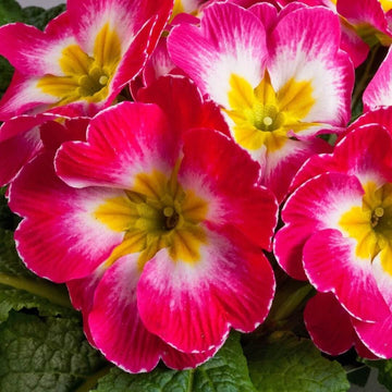 Primula Seeds – Pink Red