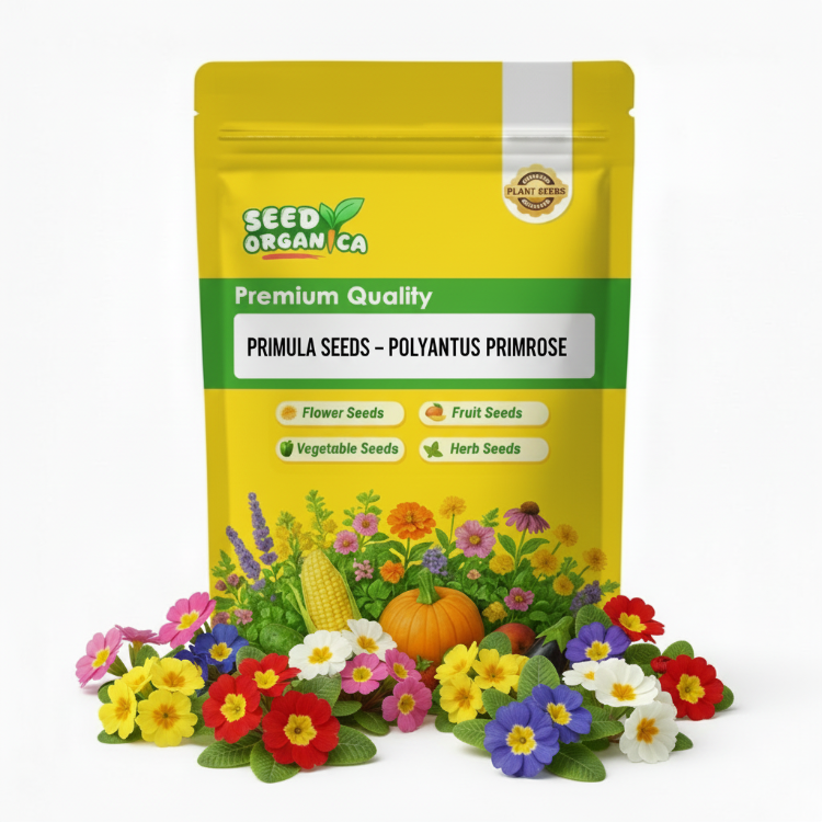 Primula Seeds – Polyanthus Primrose