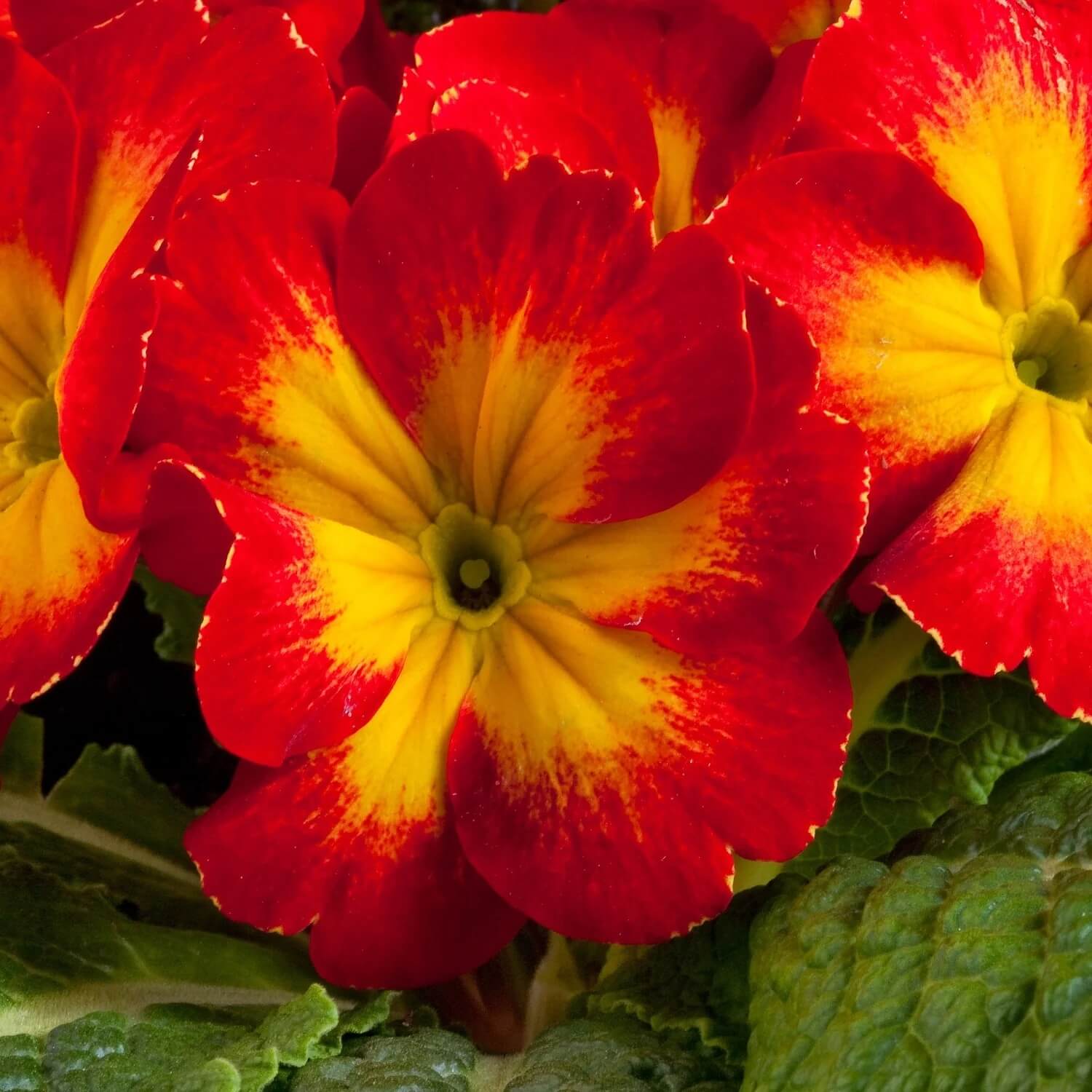 Primula Seeds – Red Yellow