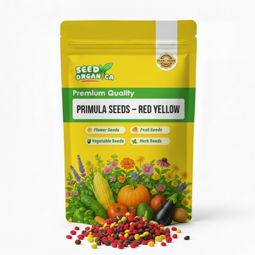 Primula Seeds – Red Yellow