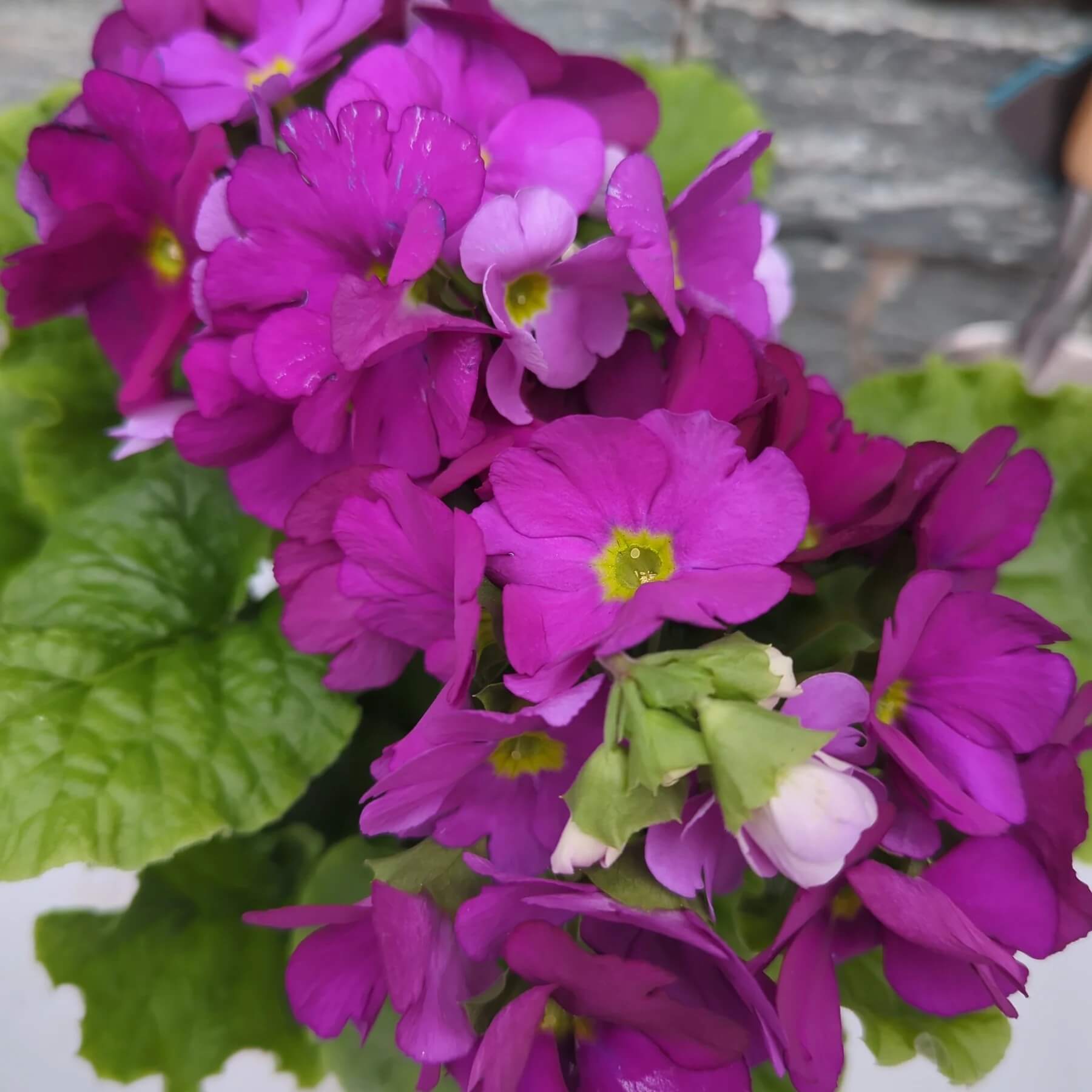 Primula Seeds – Violet