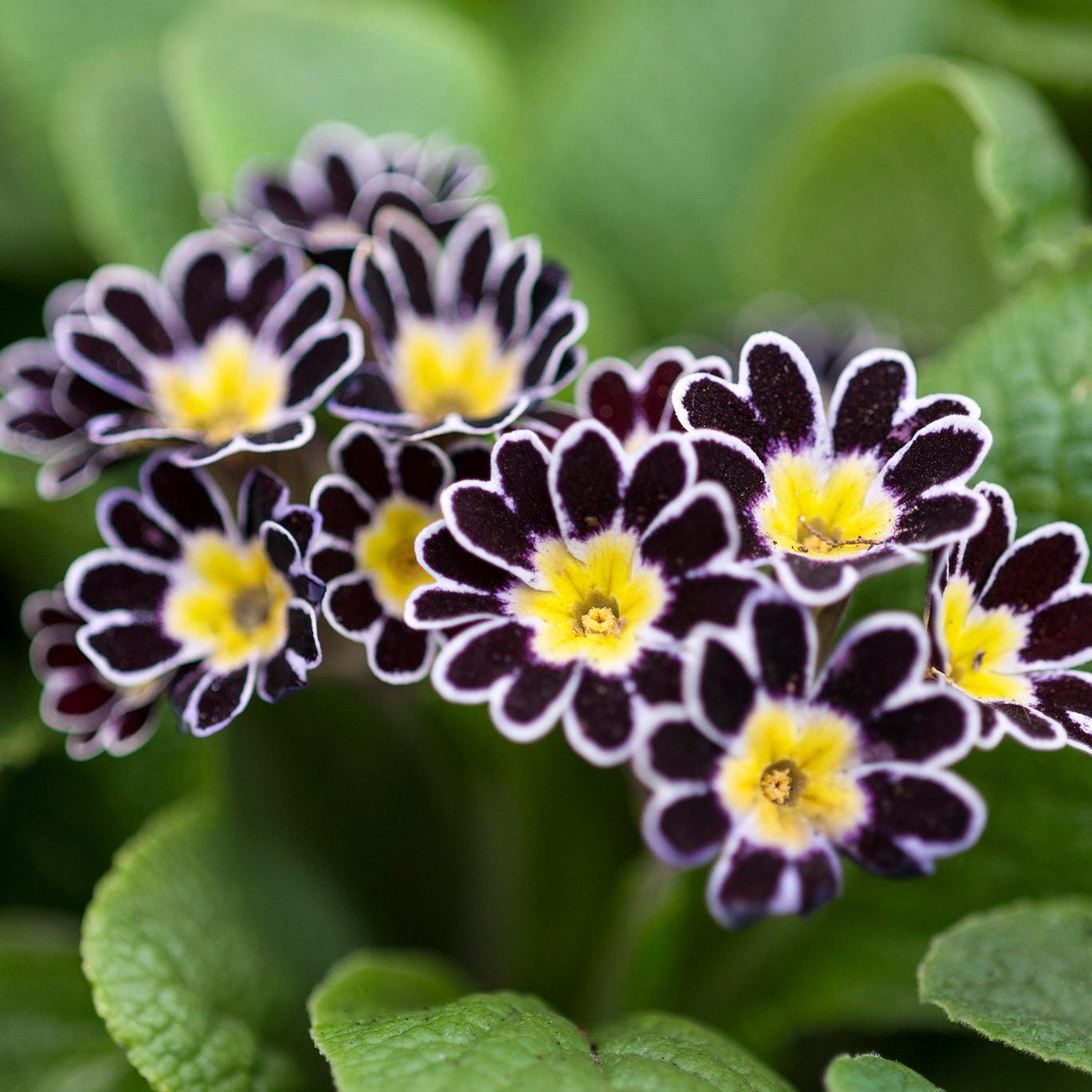 Primula Seeds – Watsonii