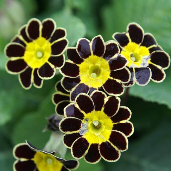 Primula Seeds – Watsonii