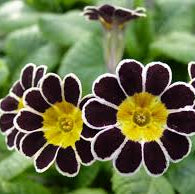 Primula Seeds – Watsonii
