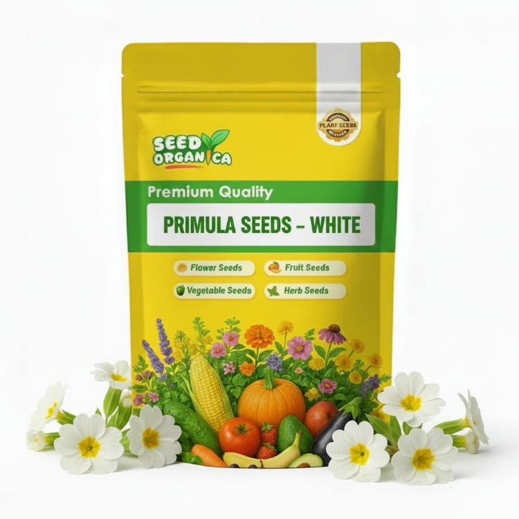 Primula Seeds – White