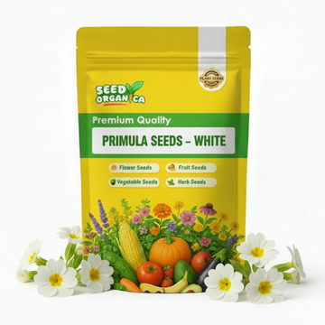Primula Seeds – White