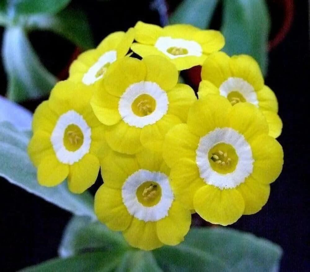 Primula Seeds – Yellow Auricula 