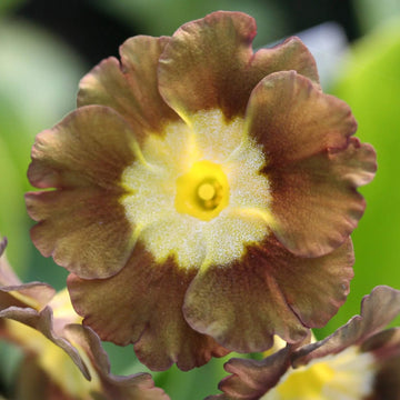 Primula Seeds – Yellow Brown
