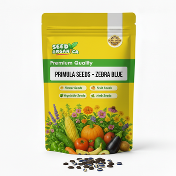 Primula Seeds – Zebra Blue