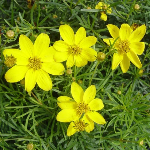 Primula Verticillata Seeds – Whorled Beauty 