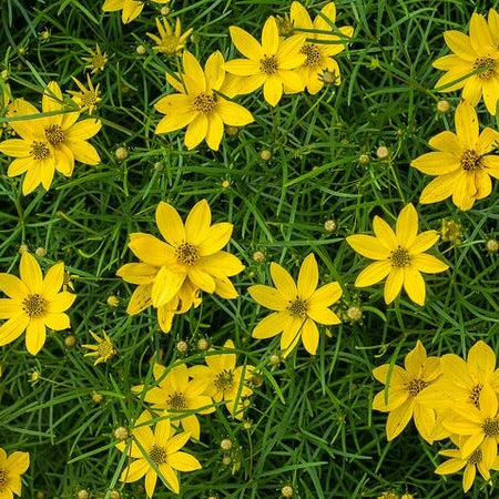 Primula Verticillata Seeds – Whorled Beauty