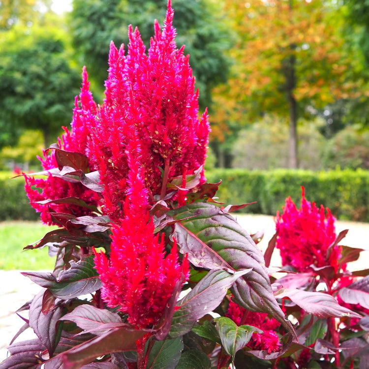 Prince’s Feather Amaranthus Seeds