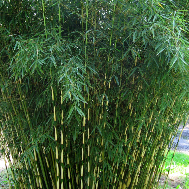 Privacy Bamboo Seeds