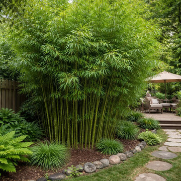 Privacy Bamboo Seeds
