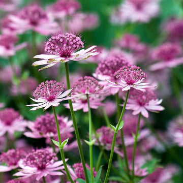 Compact Astrantia Major Seeds – Flower Plant