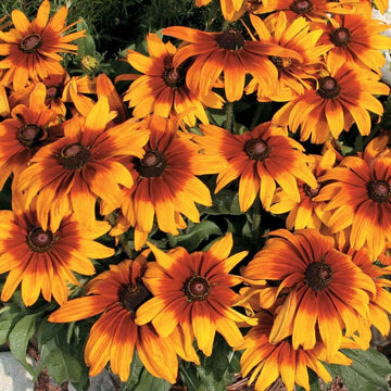 Rudbeckia Seeds – Premium Hirta
