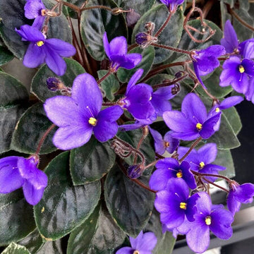 Heirloom African Violet Seeds – Flower Plant