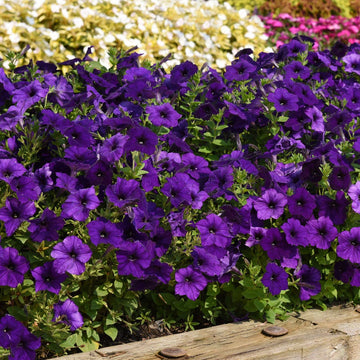 Petunia Seeds – Color Blue