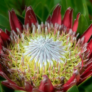 Protea Seeds – Pink White – Wildflower