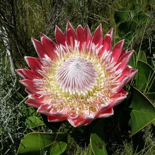 Protea Seeds - Flower Plant for Home Gardens