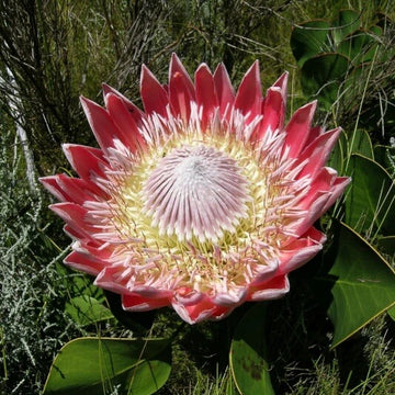 Protea Seeds - Flower Plant for Home Gardens