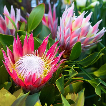 Protea Seeds - Flower Plant for Home Gardens