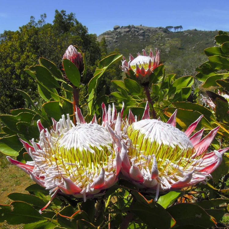 Protea Seeds - Flower Plant for Home Gardens