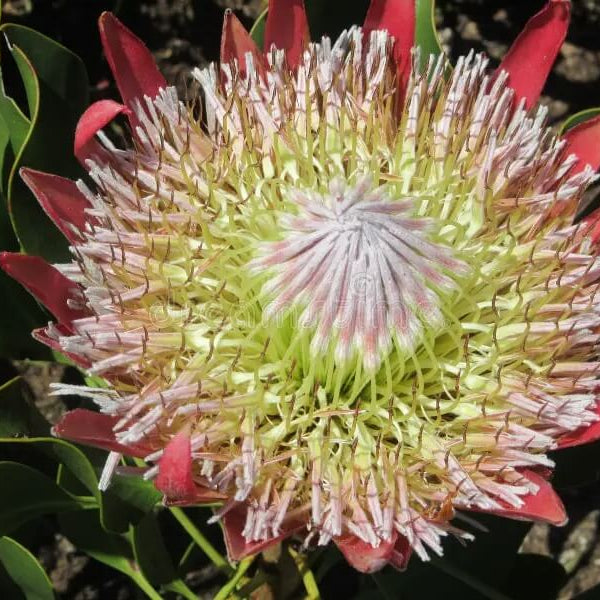 Protea Seeds – Pink White – Wildflower