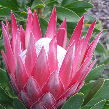  Protea seeds