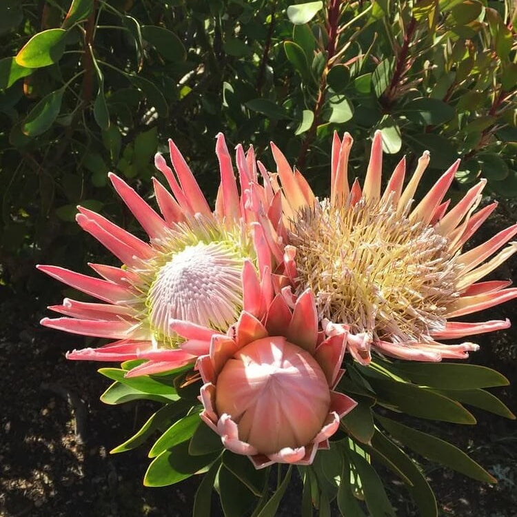  Protea seeds
