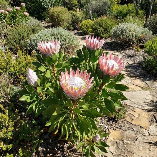  Protea seeds
