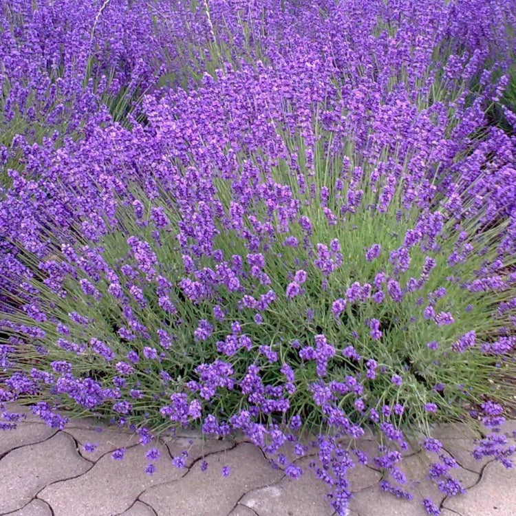 Provence Lavender Seeds